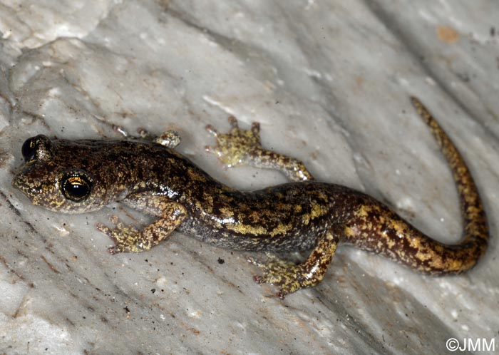 Hydromantes genei = Speleomantes genei : Splerps de Gn