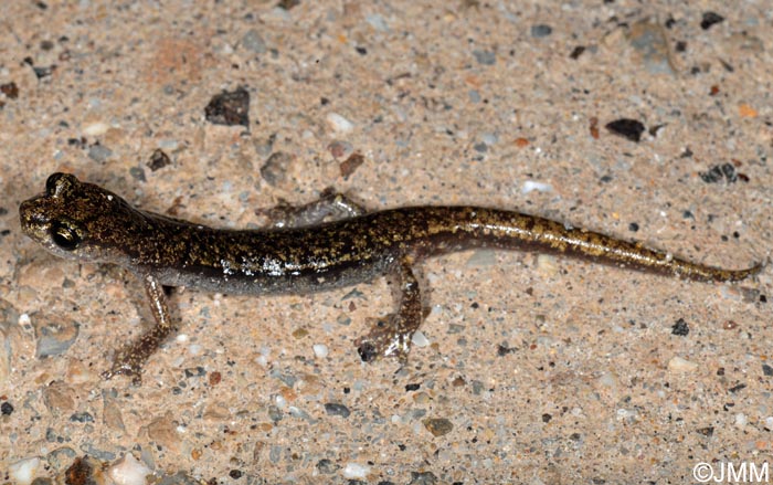 Hydromantes genei = Speleomantes genei : Splerps de Gn