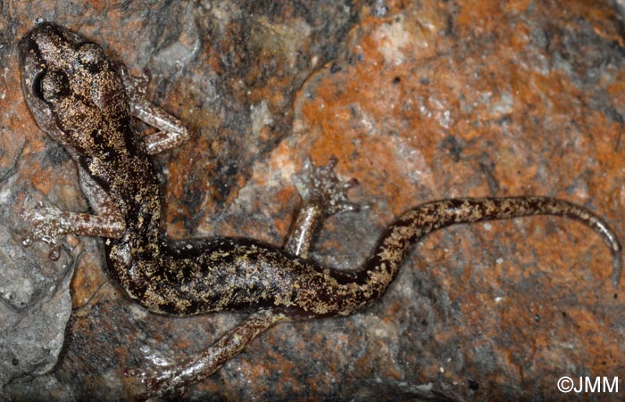 Hydromantes genei = Speleomantes genei : Splerps de Gn
