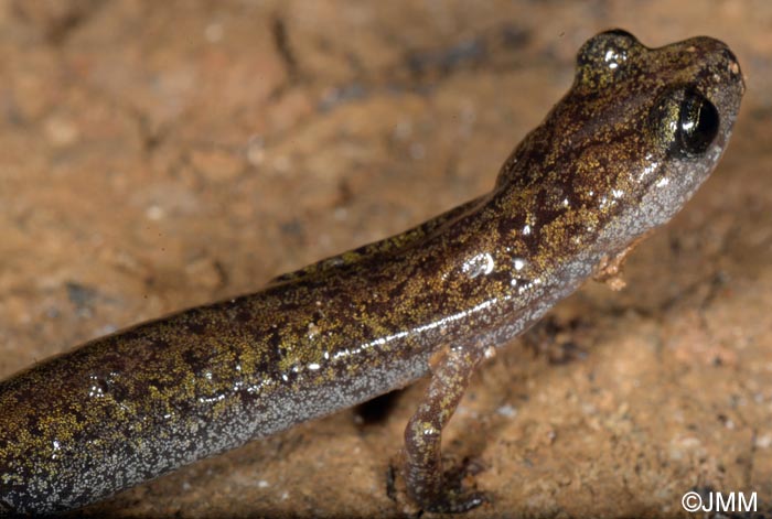 Hydromantes genei = Speleomantes genei : Splerps de Gn