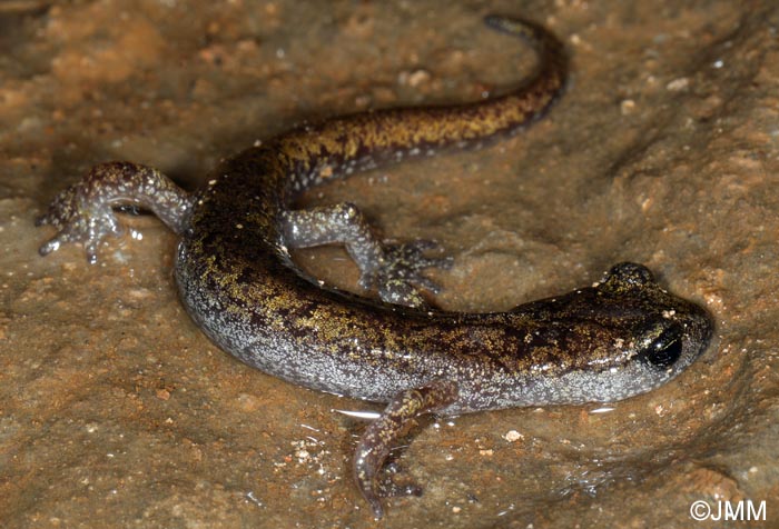 Hydromantes genei = Speleomantes genei : Splerps de Gn