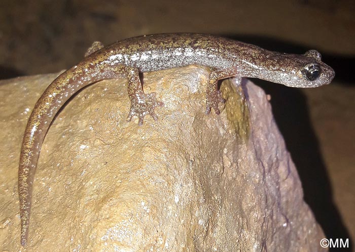 Hydromantes genei = Speleomantes genei : Splerps de Gn