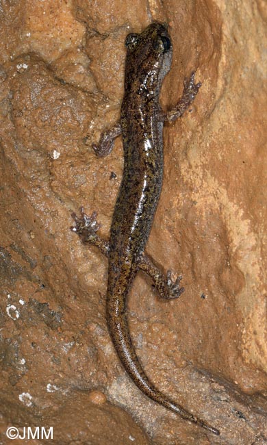 Hydromantes genei = Speleomantes genei : Splerps de Gn