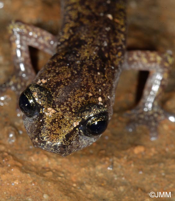 Hydromantes genei = Speleomantes genei : Splerps de Gn