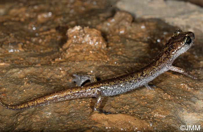 Hydromantes genei = Speleomantes genei : Splerps de Gn
