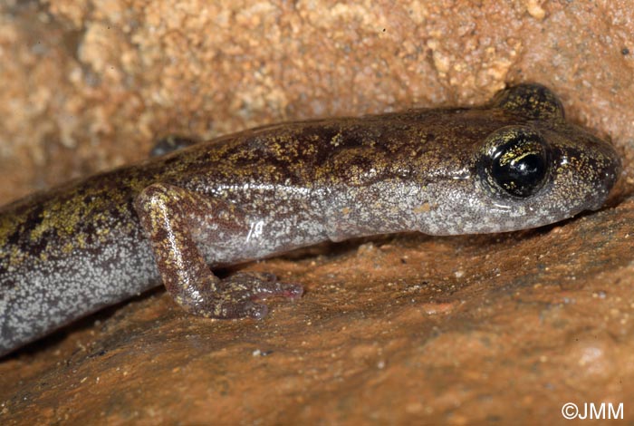 Hydromantes genei = Speleomantes genei : Splerps de Gn