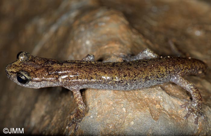 Hydromantes genei = Speleomantes genei : Splerps de Gn
