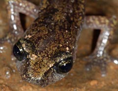 Hydromantes genei