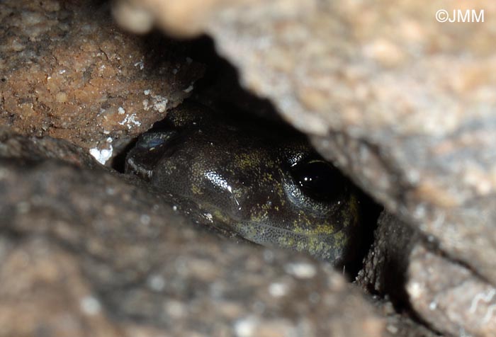 Hydromantes imperialis = Speleomantes imperialis : Splerps imprial