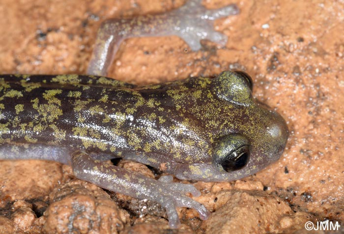Hydromantes imperialis = Speleomantes imperialis : Splerps imprial