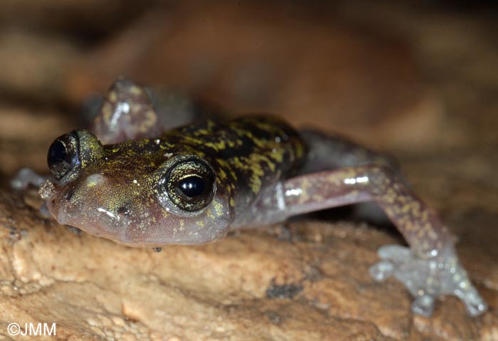 Hydromantes imperialis = Speleomantes imperialis : Splerps imprial