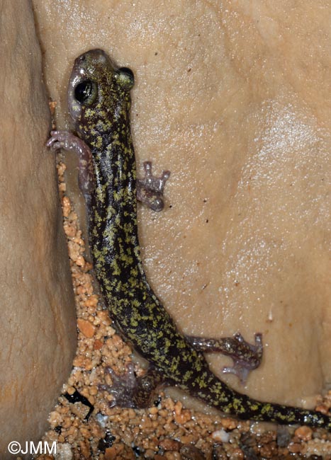 Hydromantes imperialis = Speleomantes imperialis : Splerps imprial