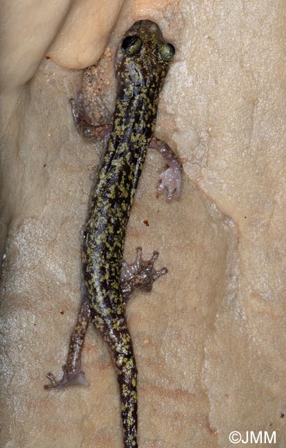 Hydromantes imperialis = Speleomantes imperialis : Splerps imprial