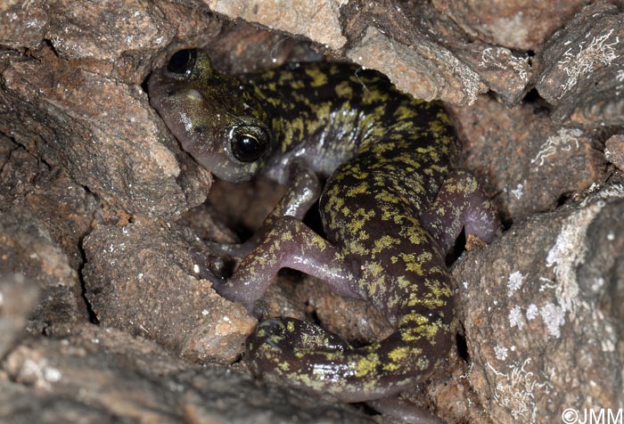 Hydromantes imperialis = Speleomantes imperialis : Splerps imprial