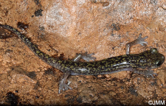 Hydromantes imperialis = Speleomantes imperialis : Splerps imprial