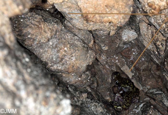 Hydromantes imperialis = Speleomantes imperialis : Splerps imprial
