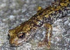 Hydromantes strinatii