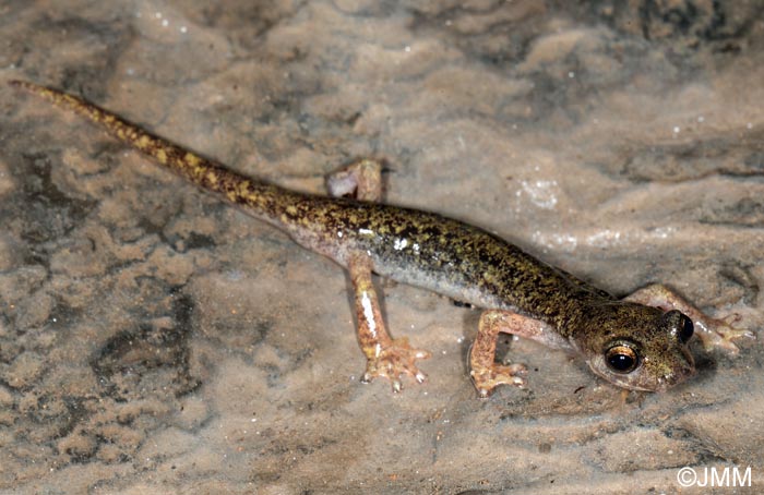 Hydromantes supramontis = Speleomantes supramontis : Splerps de Supramonte