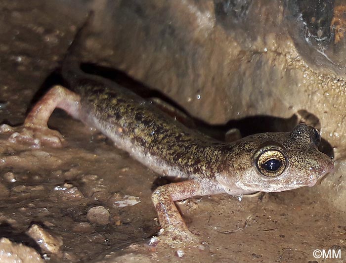 Hydromantes supramontis = Speleomantes supramontis : Splerps de Supramonte