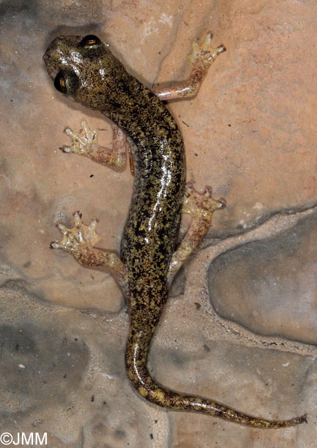 Hydromantes supramontis = Speleomantes supramontis : Splerps de Supramonte