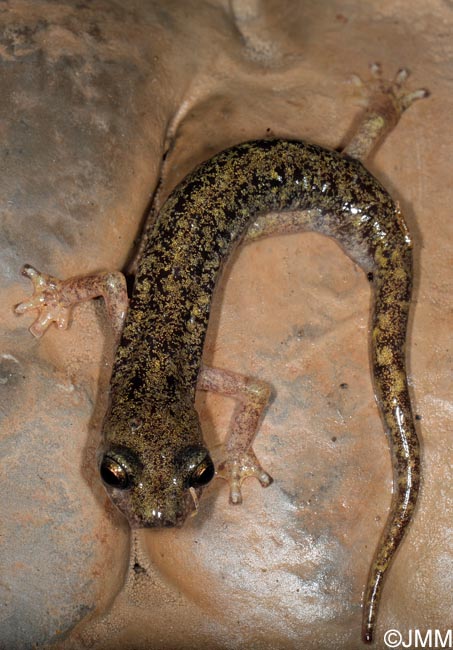 Hydromantes supramontis = Speleomantes supramontis : Splerps de Supramonte