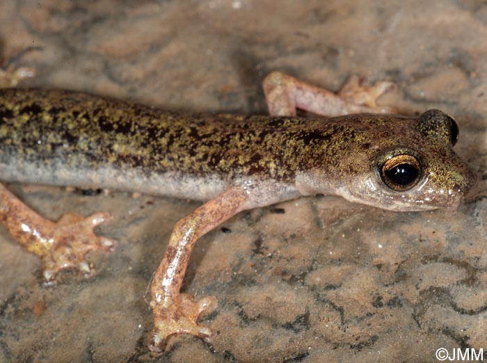Hydromantes supramontis = Speleomantes supramontis : Splerps de Supramonte