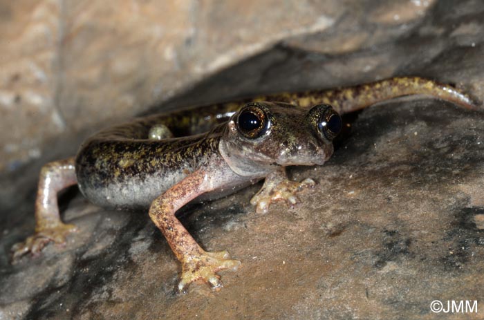Hydromantes supramontis = Speleomantes supramontis : Splerps de Supramonte