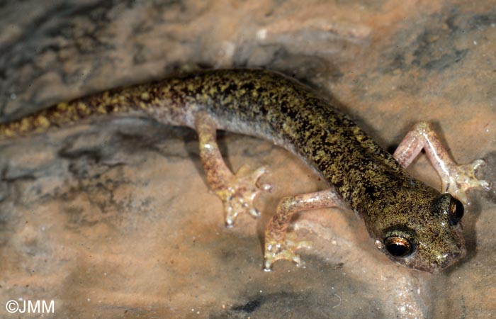 Hydromantes supramontis = Speleomantes supramontis : Splerps de Supramonte