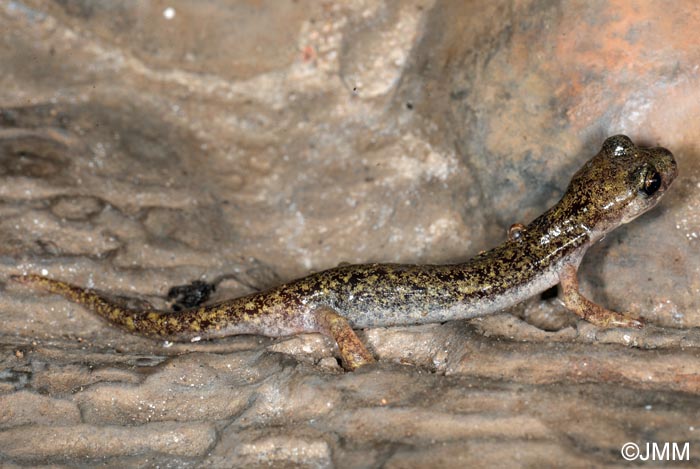 Hydromantes supramontis = Speleomantes supramontis : Splerps de Supramonte
