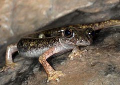 Hydromantes supramontis