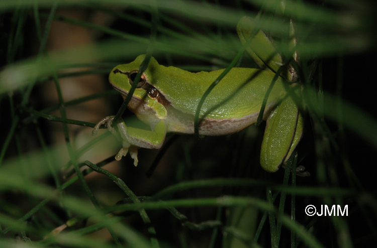 Hyla Savignyi