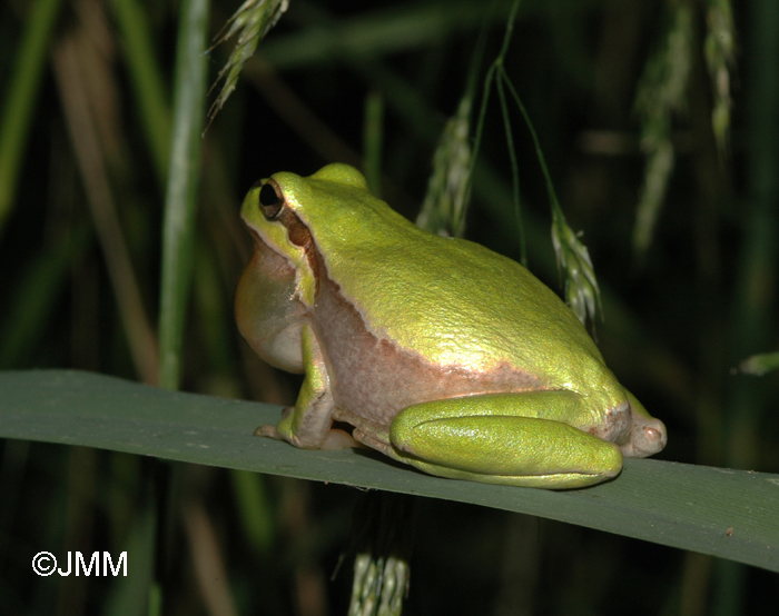 Hyla Savignyi