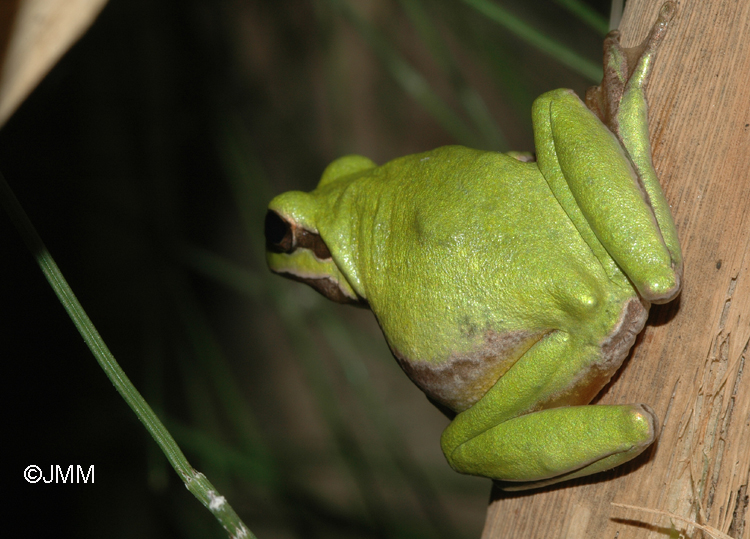 Hyla Savignyi