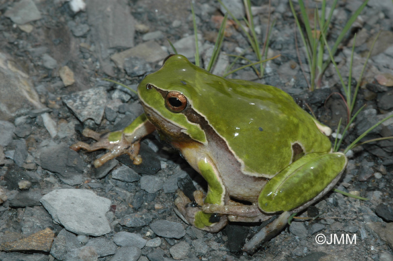 Hyla arborea cretensis009.jpg (185227 octets)