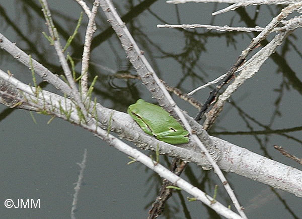 Hyla arborea cretensis016.JPG (130624 octets)