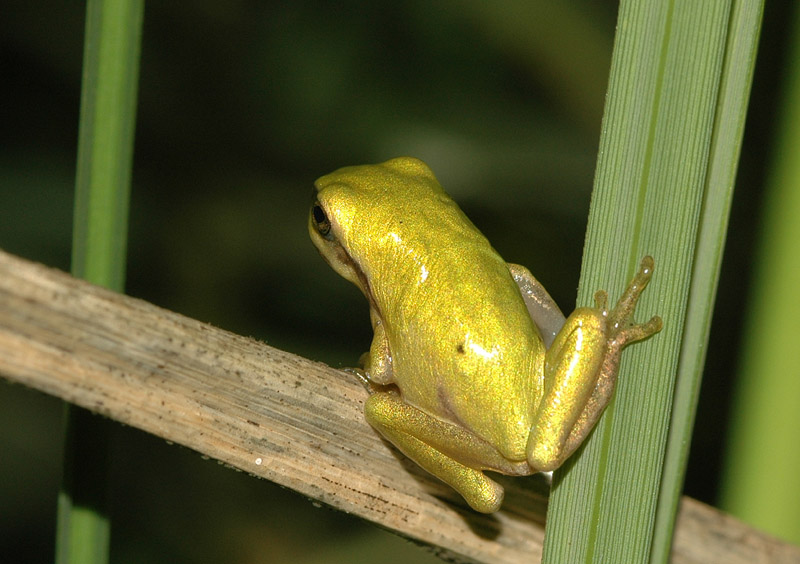 Rainette verte