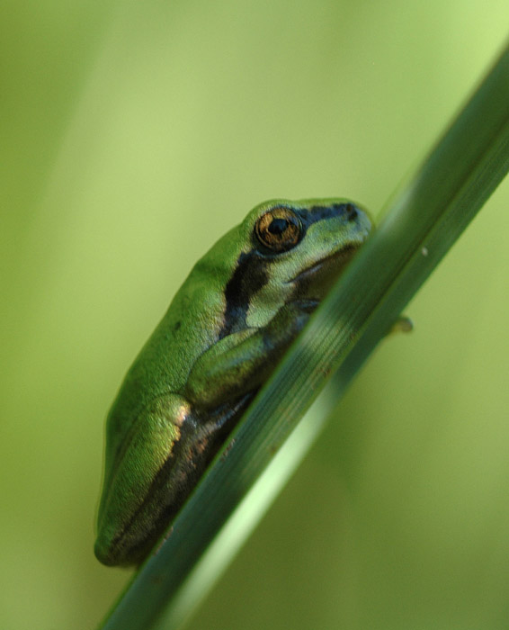 Rainette verte