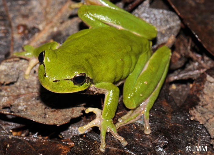 Hyla meridionalis : rainette mridionale