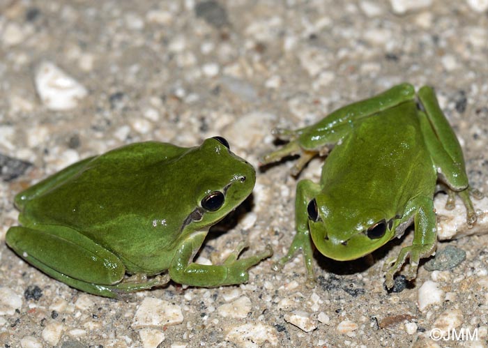 Hyla meridionalis : rainette mridionale