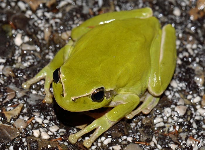 Hyla meridionalis : rainette mridionale