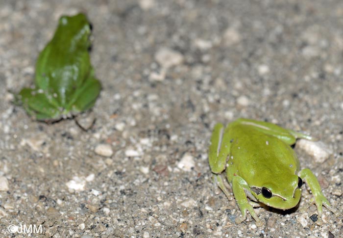 Hyla meridionalis : rainette mridionale