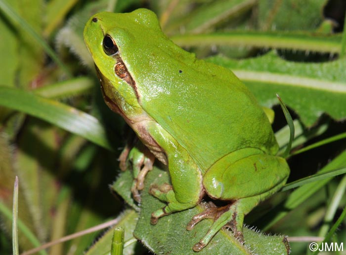 Rainette mridionale : Hyla meridionalis