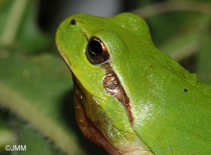 Rainette mridionale : Hyla meridionalis