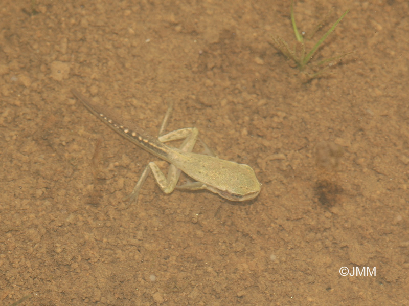 Hyla meridionalis : rainette mridionale