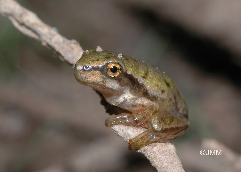 Hyla meridionalis : rainette mridionale