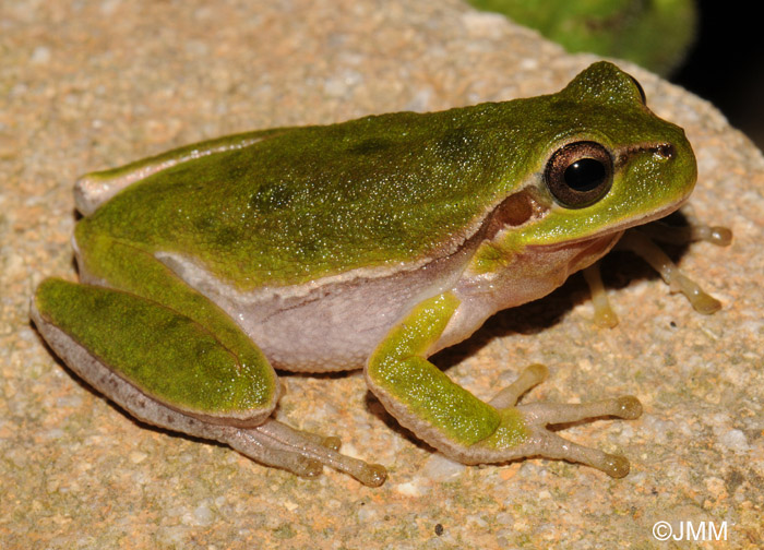 Hyla sarda : Rainette Sarde