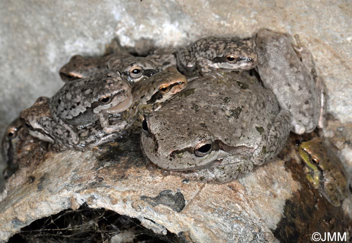 Hyla sarda : rainette de Sardaigne