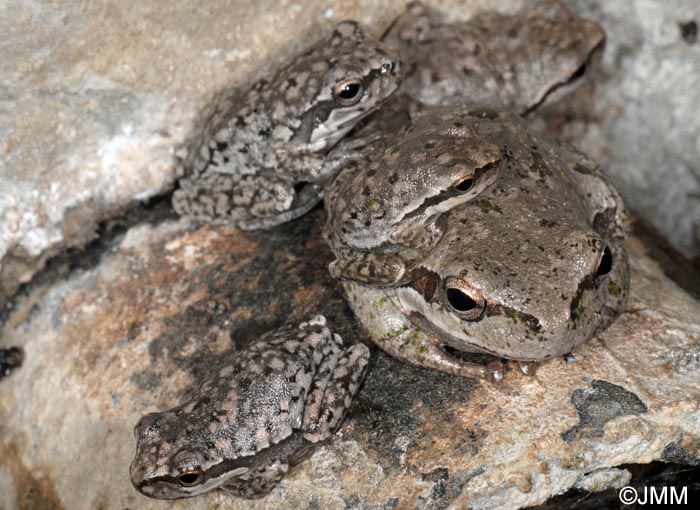 Hyla sarda : rainette de Sardaigne