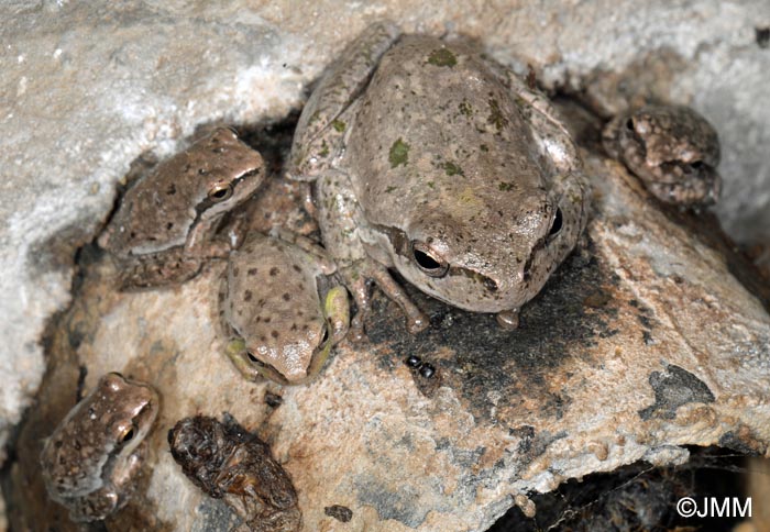 Hyla sarda : rainette de Sardaigne