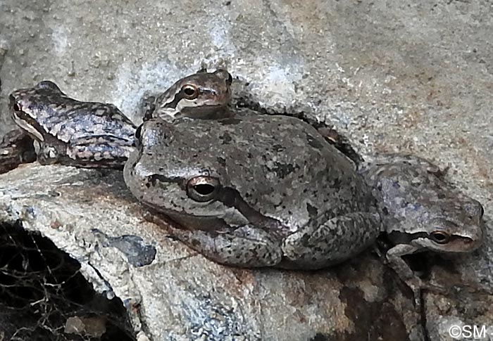 Hyla sarda : rainette de Sardaigne